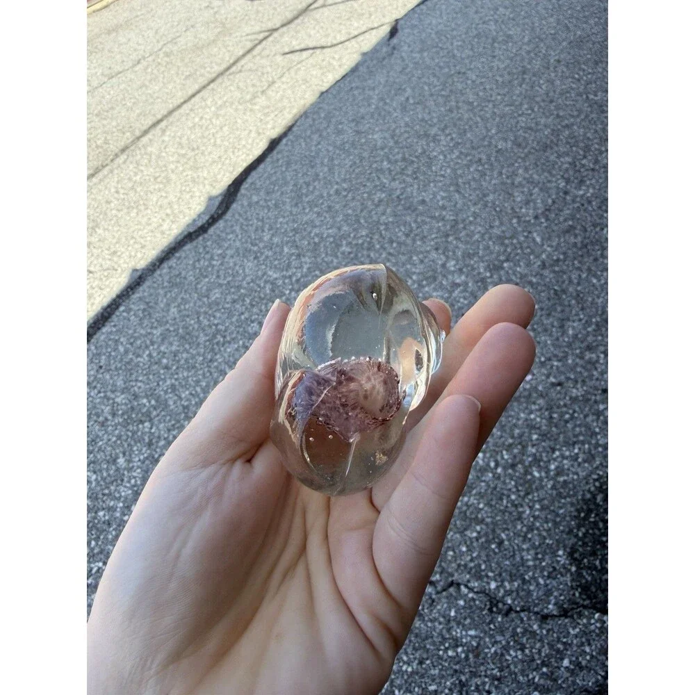 Vintage SeaShell Shaped Paperweight Clear 3